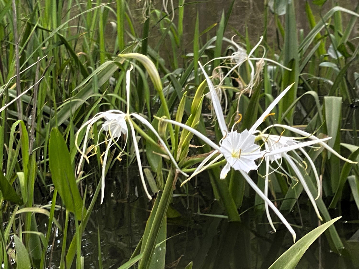 swamp lily